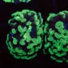 Green Hammer Coral