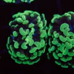 Green Hammer Coral