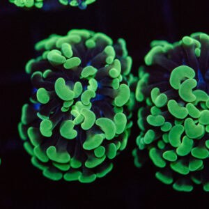Green Hammer Coral