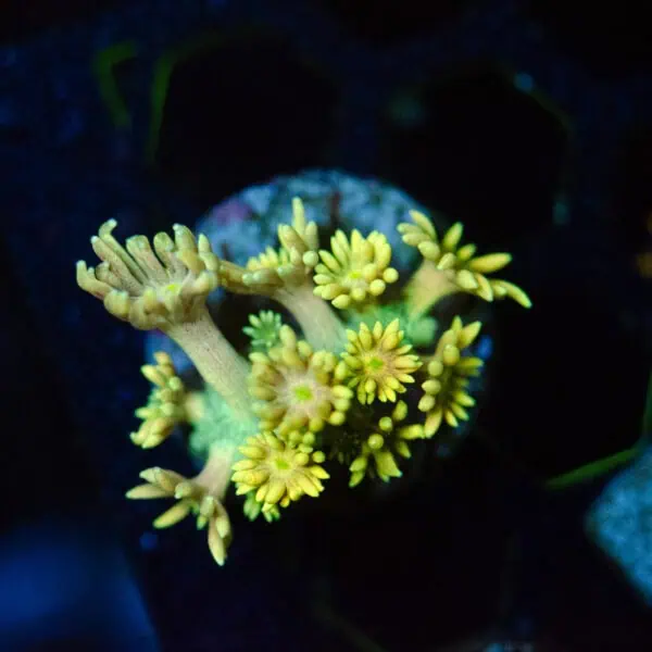 DSC_0068 Yellow Sunburst Goniopora Frag