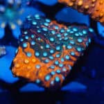 CV SmurfBlood Grafted Cyphastrea