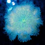 WYSIWYG Aurora Anemone