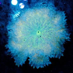 WYSIWYG Aurora Anemone