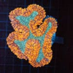 WYSIWYG Ultra Red Lobo