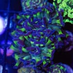 Purple & Green Hammer Coral