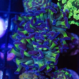 Purple & Green Hammer Coral
