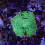 Red Rim Kryptonite Mushroom