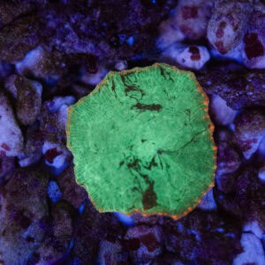 Red Rim Kryptonite Mushroom