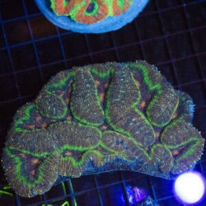 WYSIWYG Toxic Symphyllia