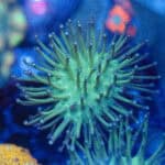 Green Toadstool Leather Coral