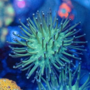 Green Toadstool Leather Coral