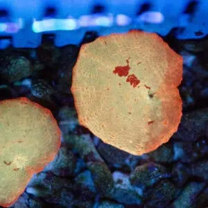 Red Rim Jawbreaker Mushroom