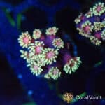 Hollywood Nights Goniopora Frag