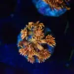 Amazeballs Goniopora Frag