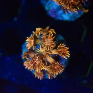 Amazeballs Goniopora