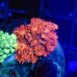 Ruby Red Goni