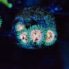 Laser Lemon Zoanthids
