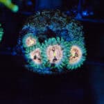 Laser Lemon Zoanthids