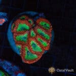 WYSIWYG Watermelon Blastomussa