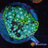 Ultron Favia Colony