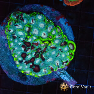 WYSIWYG Ultron Favia