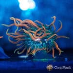 WYSIWYG Colorado Sunburst Anemone