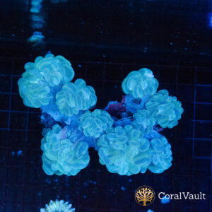 WYSIWYG Branching Bubble Coral Colony