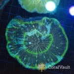 WYSIWYG Halo Rim Parascolymia Vitiensis