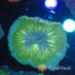 WYSIWYG Blue Rim Parascolymia Vitiensis