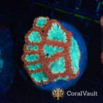 WYSIWYG Pink Blastomussa