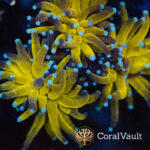 Pale Blue Tip Tiger Torch