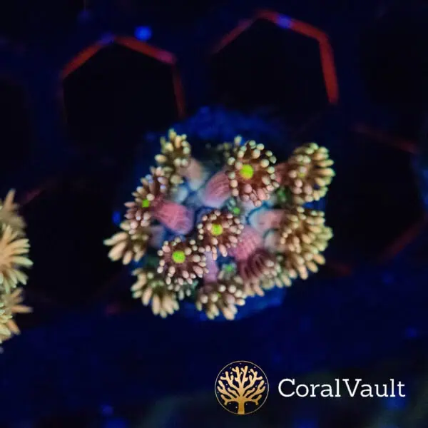 Starburst Goniopora Frag