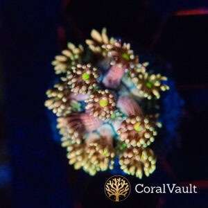 Starburst Goniopora