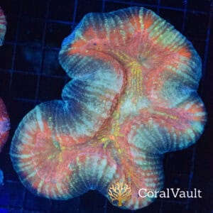 WYSIWYG Gold Flake Trachyphyllia