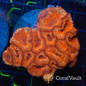 WYSIWYG Red Blastomussa