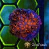 Stranger Things Cyphastrea