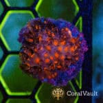 Stranger Things Cyphastrea