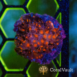 Stranger Things Cyphastrea