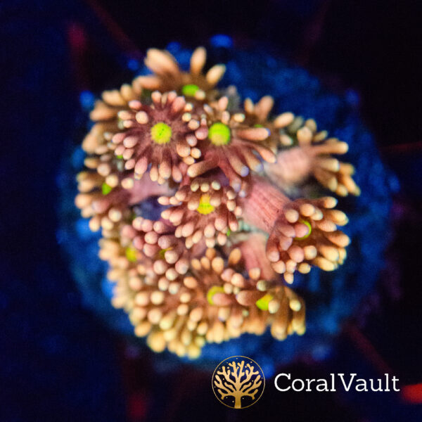 Starburst Goniopora Frag