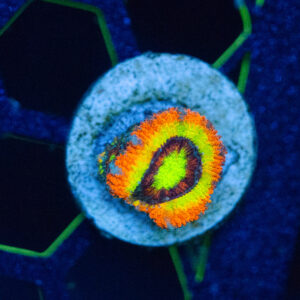 Holy Grail Micromussa