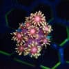 Hades Inferno Goniopora Frag
