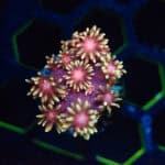 Hades Inferno Goniopora Frag