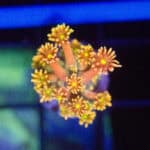 Starburst Goniopora Frag