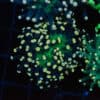 Atomic Cristata