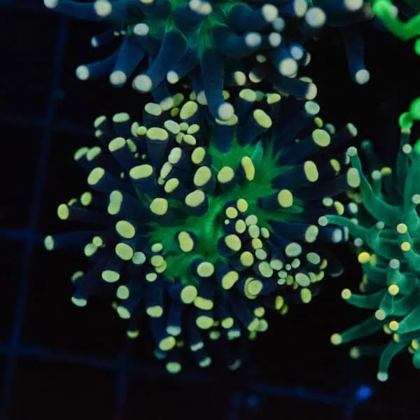 Atomic Cristata