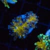 WYSIWYG Blue Tip Tiger Torch