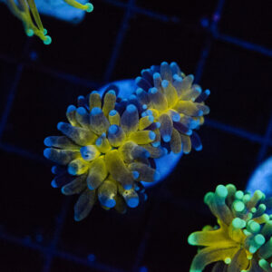 WYSIWYG Blue Tip Tiger Torch