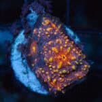 Lava Chalice Frag