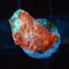 Sky Blue Chalice Frag