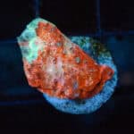 Sky Blue Chalice Frag